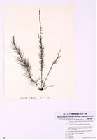 藏品(松葉藻)的圖片